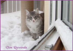 Die Norwegischen Waldkatzen von Ruwenda im Schnee