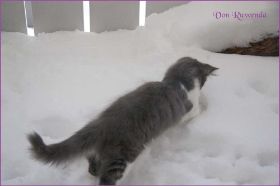 Die Norwegischen Waldkatzen von Ruwenda im Schnee