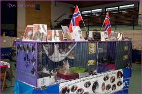 Die Norwegischen Waldkatzen von Ruwenda auf Ausstellung in Hohenacker