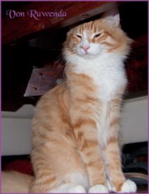 James Dean von den Nowegischen Waldkatzen von Ruwenda