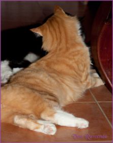 James Dean von den Nowegischen Waldkatzen von Ruwenda