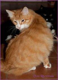 James Dean von den Nowegischen Waldkatzen von Ruwenda