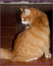 James Dean von den Nowegischen Waldkatzen von Ruwenda