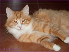 James Dean von den Nowegischen Waldkatzen von Ruwenda