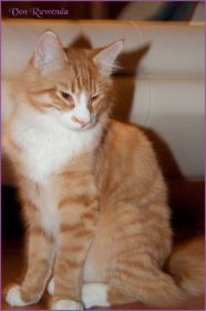 James Dean von den Nowegischen Waldkatzen von Ruwenda