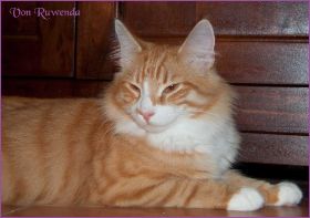 James Dean von den Nowegischen Waldkatzen von Ruwenda