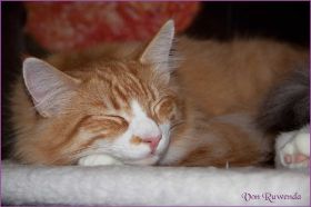 James Dean von den Nowegischen Waldkatzen von Ruwenda