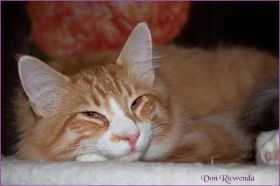 James Dean von den Nowegischen Waldkatzen von Ruwenda