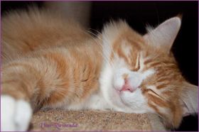 James Dean von den Norwegischen Waldkatzen von Ruwenda