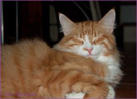 James Dean von den Norwegischen Waldkatzen von Ruwenda