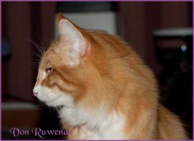 James Dean von den Norwegischen Waldkatzen von Ruwenda