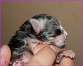 Gandalf von den Norwegischen Waldkatzen von Ruwenda