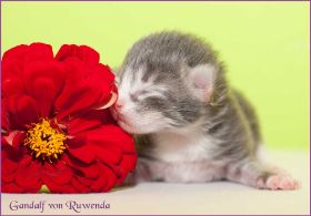 Gandalf von den Norwegischen Waldkatzen von Ruwenda