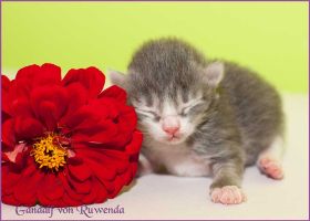 Gandalf von den Norwegischen Waldkatzen von Ruwenda