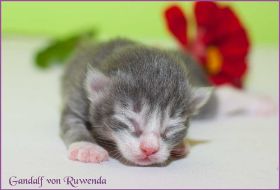 Gandalf von den Norwegischen Waldkatzen von Ruwenda