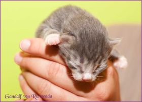 Gandalf von den Norwegischen Waldkatzen von Ruwenda