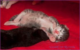 Gandalf von den Norwegischen Waldkatzen von Ruwenda