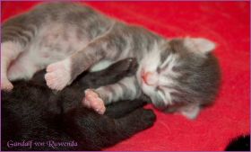 Gandalf von den Norwegischen Waldkatzen von Ruwenda