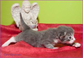 Gandalf von den Norwegischen Waldkatzen von Ruwenda