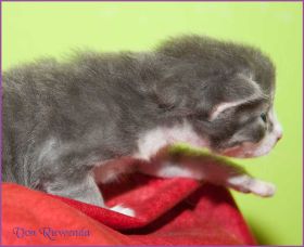 Gandalf von den Norwegischen Waldkatzen von Ruwenda