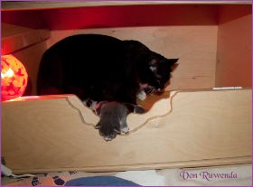 Gandalf von den Norwegischen Waldkatzen von Ruwenda