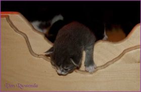 Gandalf von den Norwegischen Waldkatzen von Ruwenda