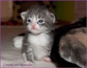 Gandalf von den Norwegischen Waldkatzen von Ruwenda