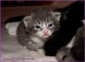 Gandalf von den Norwegischen Waldkatzen von Ruwenda