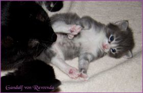 Gandalf von den Norwegischen Waldkatzen von Ruwenda