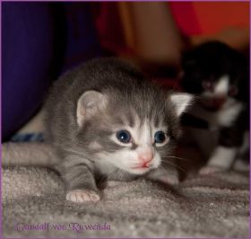 Gandalf von den Norwegischen Waldkatzen von Ruwenda