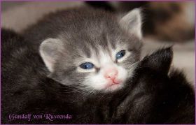 Gandalf von den Norwegischen Waldkatzen von Ruwenda