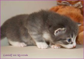 Gandalf von den Norwegischen Waldkatzen von Ruwenda