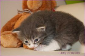 Gandalf von den Norwegischen Waldkatzen von Ruwenda