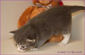 Gandalf von den Norwegischen Waldkatzen von Ruwenda