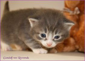 Gandalf von den Norwegischen Waldkatzen von Ruwenda