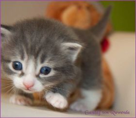 Gandalf von den Norwegischen Waldkatzen von Ruwenda