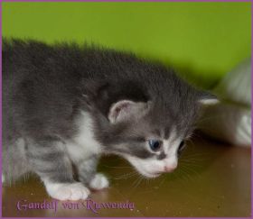 Gandalf von den Norwegischen Waldkatzen von Ruwenda