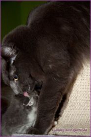 Gandalf von den Norwegischen Waldkatzen von Ruwenda