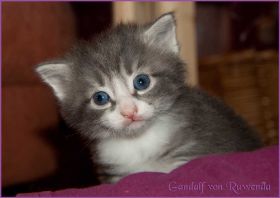 Gandalf von den Norwegischen Waldkatzen von Ruwenda