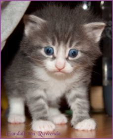 Gandalf von den Norwegischen Waldkatzen von Ruwenda