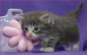 Gandalf von den Norwegischen Waldkatzen von Ruwenda