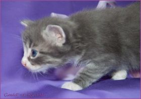 Gandalf von den Norwegischen Waldkatzen von Ruwenda