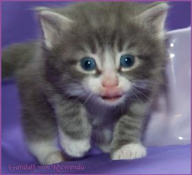 Gandalf von den Norwegischen Waldkatzen von Ruwenda