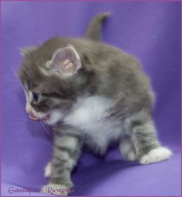 Gandalf von den Norwegischen Waldkatzen von Ruwenda