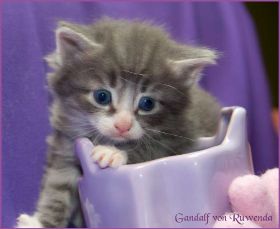 Gandalf von den Norwegischen Waldkatzen von Ruwenda