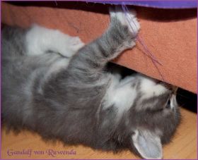 Gandalf von den Norwegischen Waldkatzen von Ruwenda