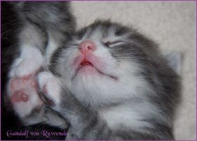 Gandalf von den Norwegischen Waldkatzen von Ruwenda