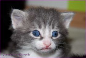 Gandalf von den Norwegischen Waldkatzen von Ruwenda