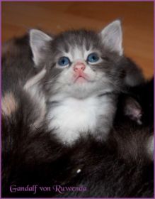Gandalf von den Norwegischen Waldkatzen von Ruwenda