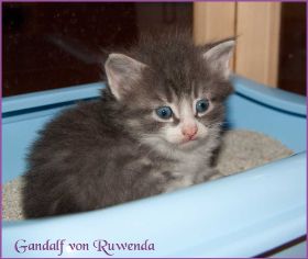 Gandalf von den Norwegischen Waldkatzen von Ruwenda